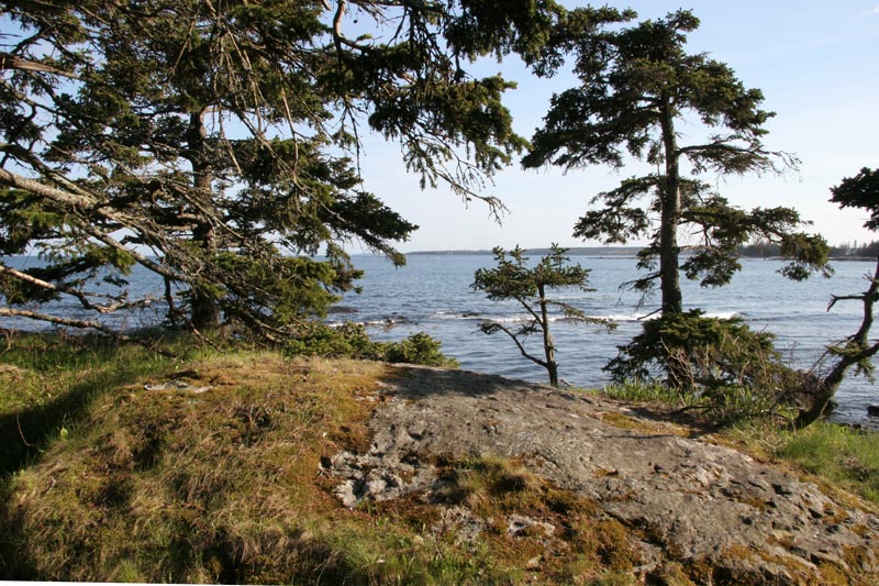 View through the trees at Seawall on Mt. Desert Island