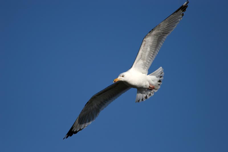Probably the best (and luckiest) picture of a bird in flight I've ever taken