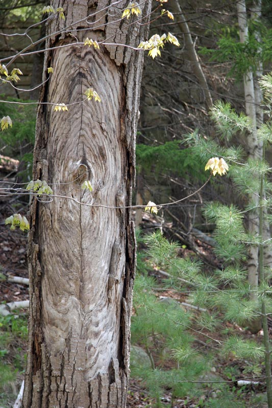 An interesting tree (thanks to Steph for the picture)