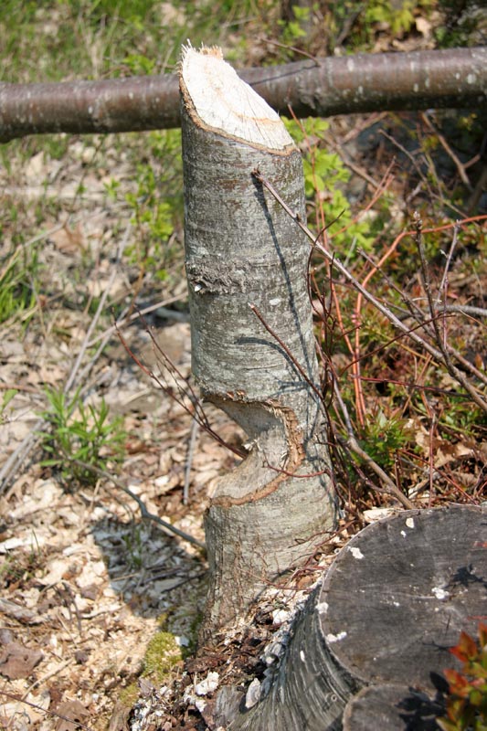 Now that was a busy beaver (literally!)
