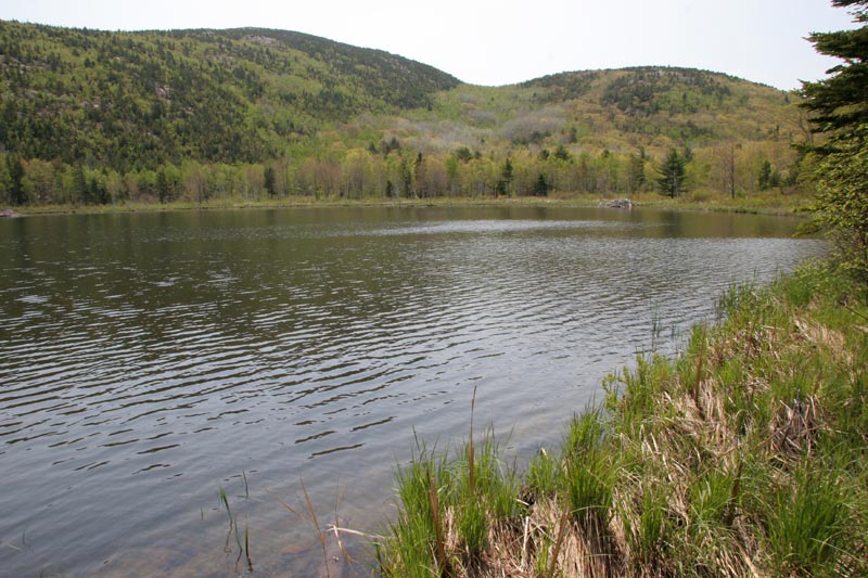This pond had about 4 beaver dams on it