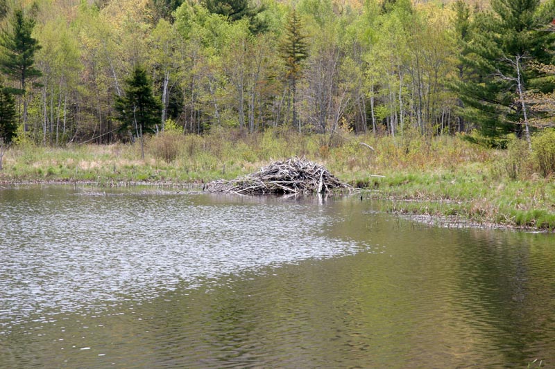 A closer look at a beaver dam