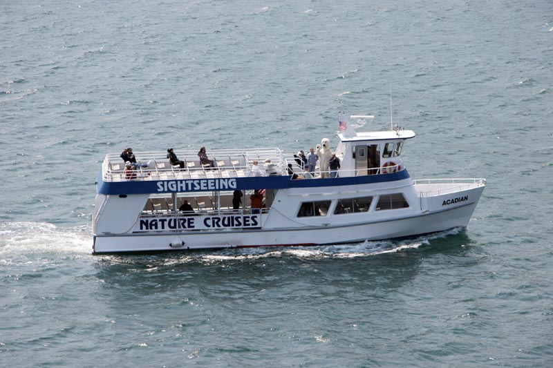 Tour boat, complete with.... a Polar Bear??