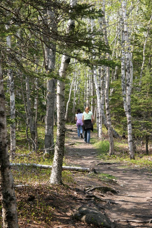 The trail through the woods