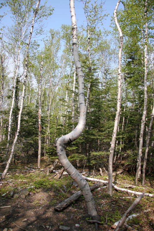 One of the more interesting trees we came across