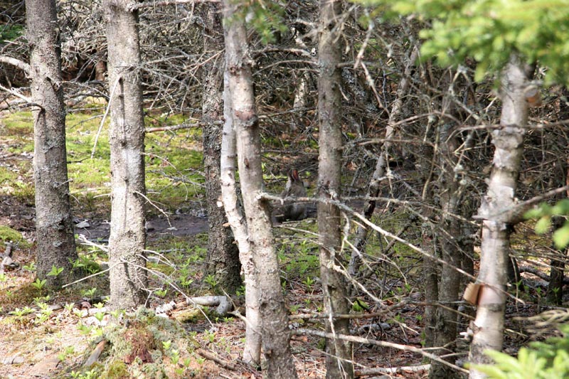 OK, let's play find the bunny!