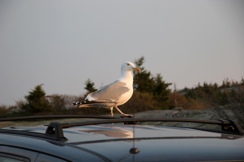 A slightly easier shot of a seagull