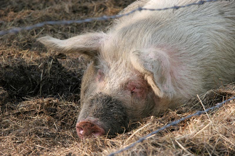 I found this sleeping beauty napping in a pen by the road