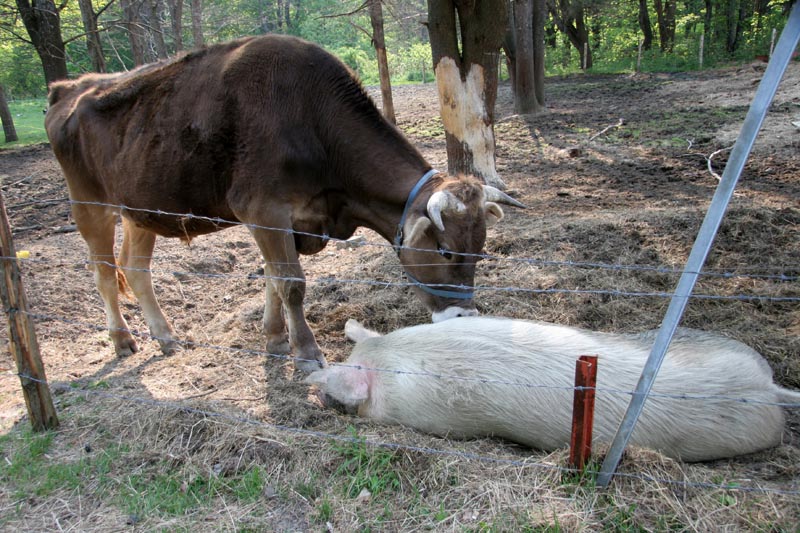 And the cow's job is apparently to watch over her, it chased me off!