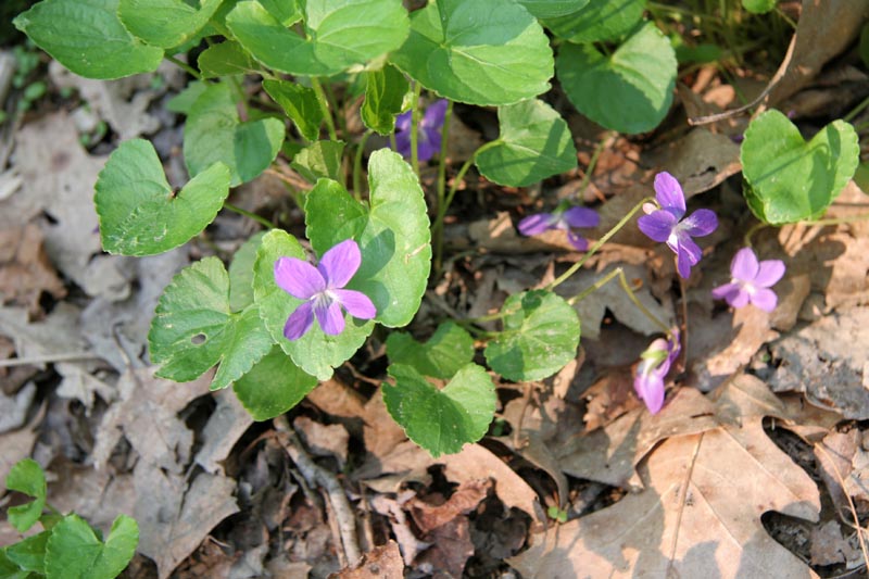 Spring was springing!