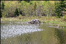 A closer look at a beaver dam