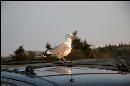A slightly easier shot of a seagull