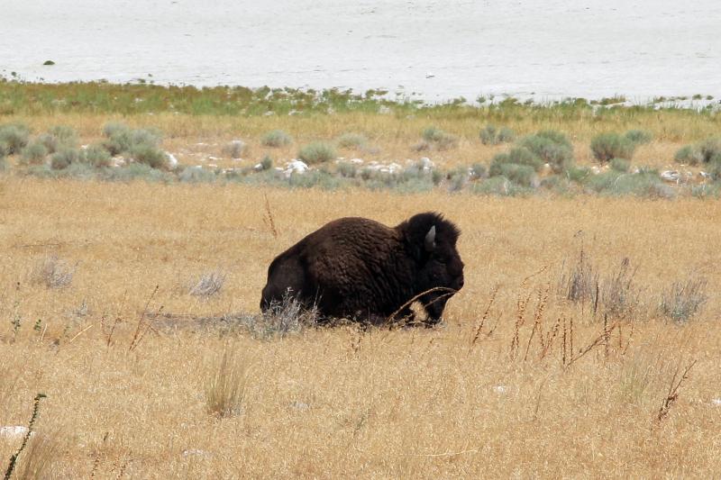 R08_6610.jpg - We saw more buffalo than antelope on Antelope Island