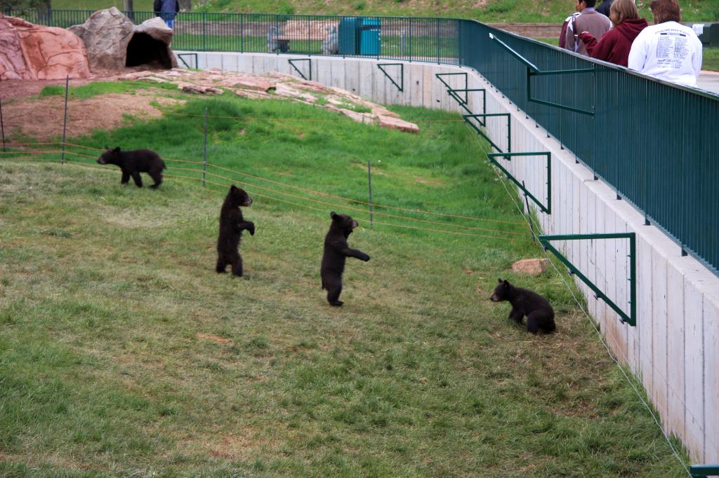 RAP_9356.jpg - Black Bear Cubs