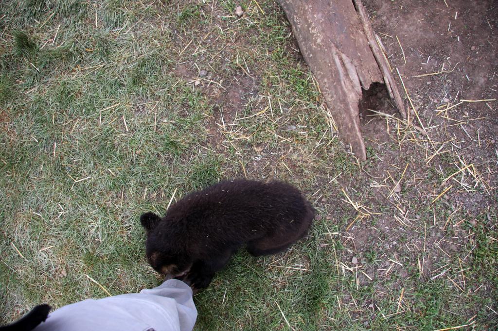 RAP_9380.jpg - He seemed to like my shoe