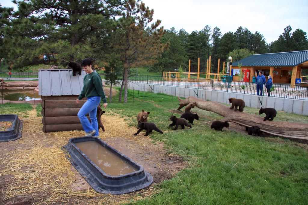 RAP_9398.jpg - Shannon (owner of Bear Country USA) with this year's bear cubs