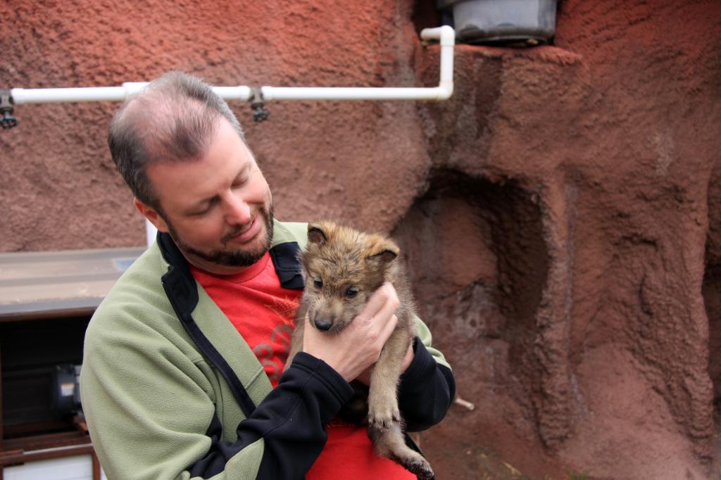 RAP_9435.jpg - Me with a Timber Wolf pup