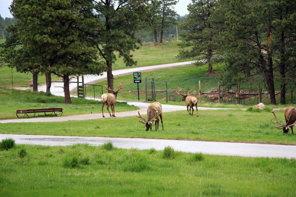 RAP_9271.jpg - Elk