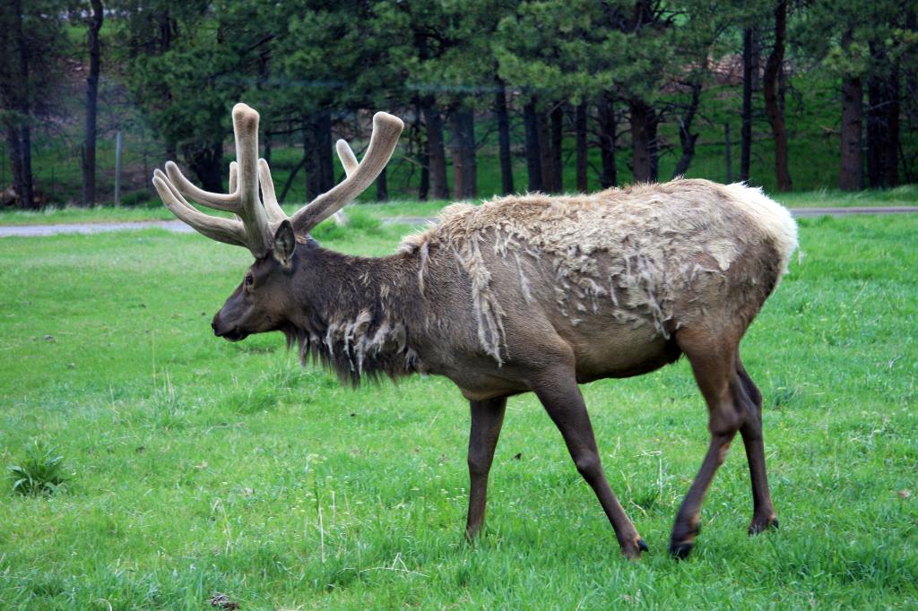 RAP_9273.jpg - Elk