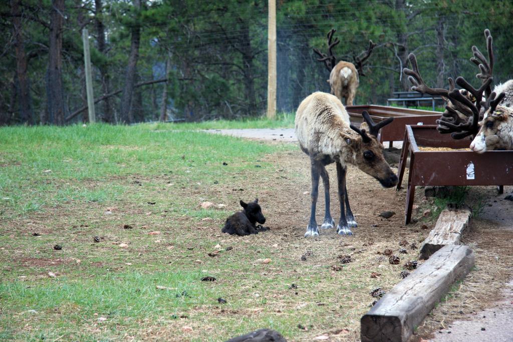RAP_9279.jpg - Baby Reindeer