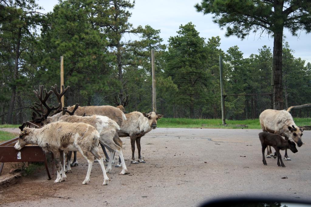 RAP_9281.jpg - Reindeer