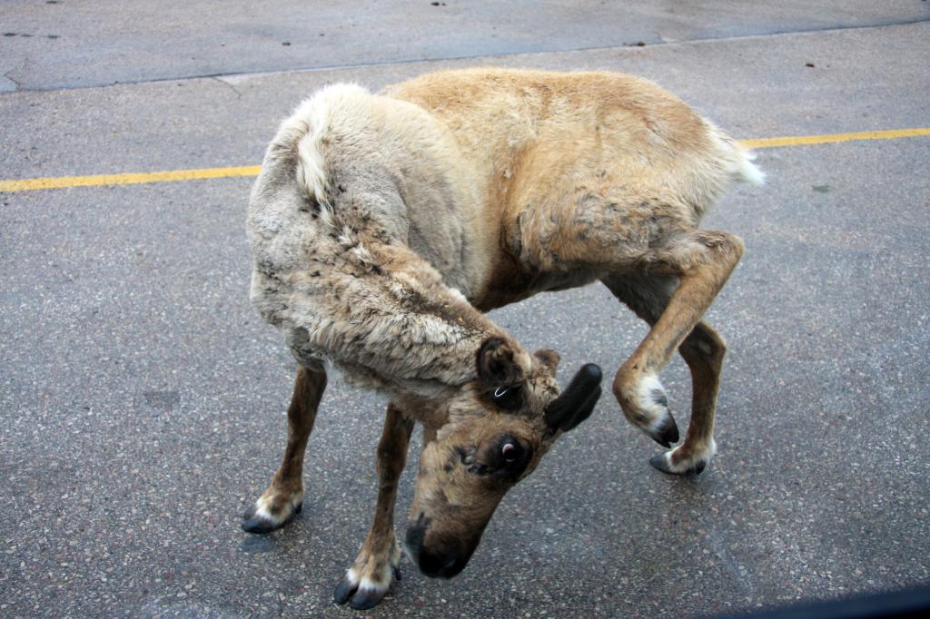 RAP_9284.jpg - The itch was so bad he wouldn't get out of the road