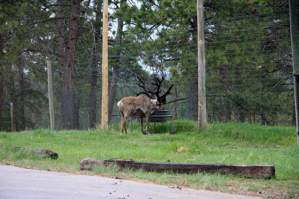 RAP_9286.jpg - Reindeer