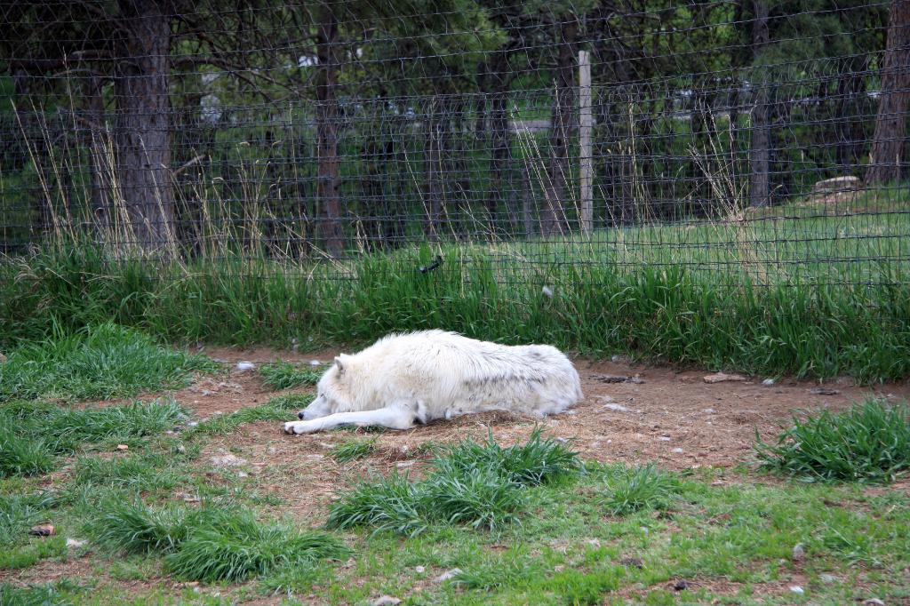 RAP_9287.jpg - Timber Wolf