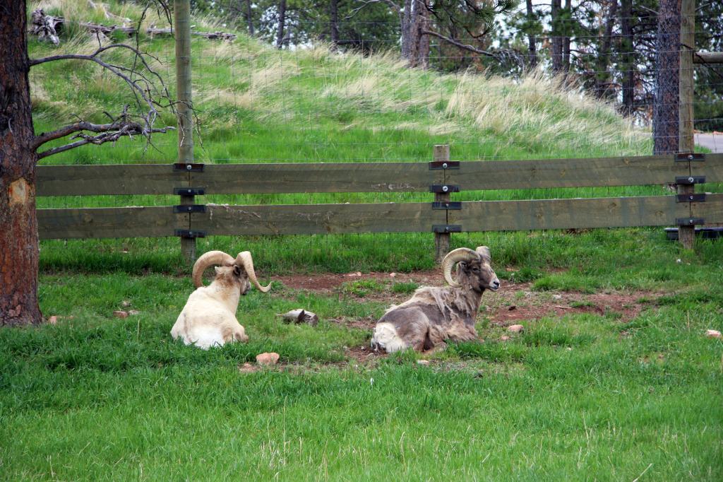 RAP_9294.jpg - Big Horn Sheep