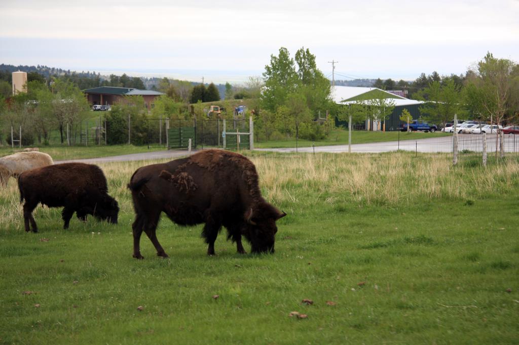 RAP_9343.jpg - Bison