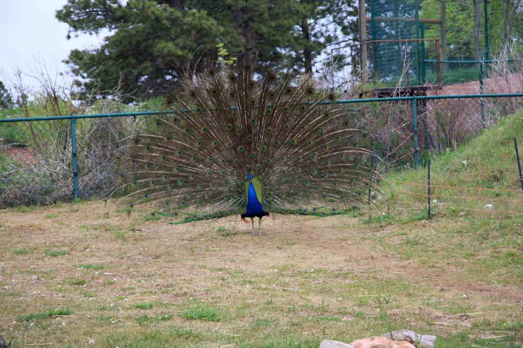 RAP_9354.jpg - Peacock