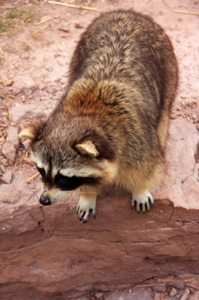 RAP_9469.jpg - Racoon