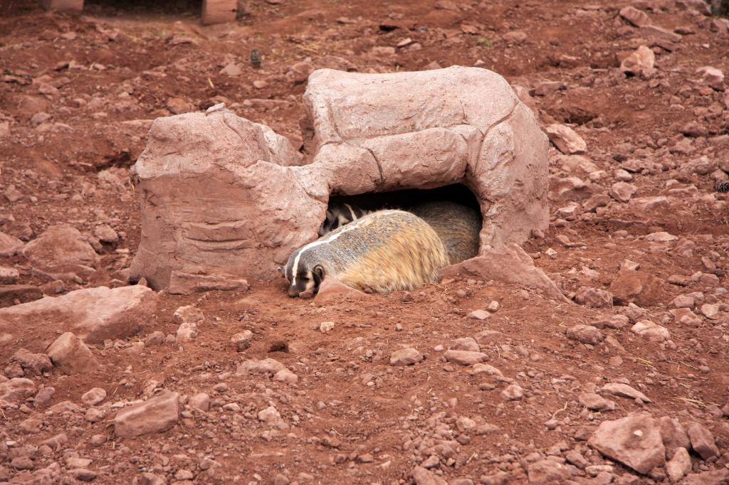 RAP_9473.jpg - Badger