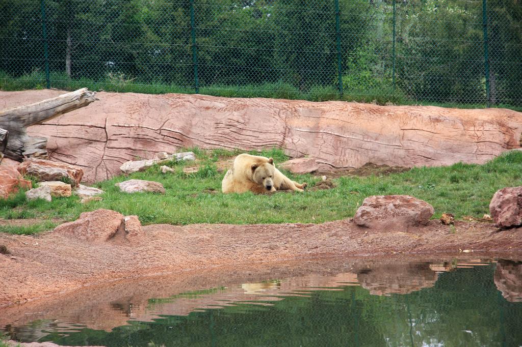 RAP_9475.jpg - Grizzly