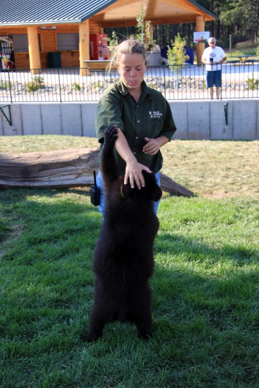 C09_5836.jpg - One of the bear handlers. Not sure who's winning here