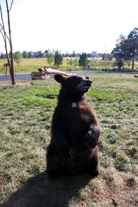 C09_5855.jpg - This is Koda. He looks cute but is very aggressive. He charged me while I was in the pen and I barely made it over the fence before he got to me