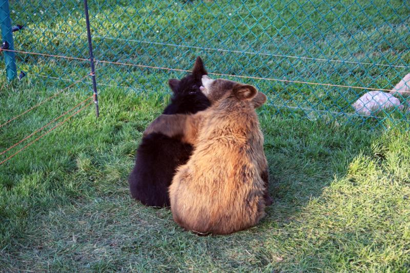 C09_6151.jpg - Look, they're friends