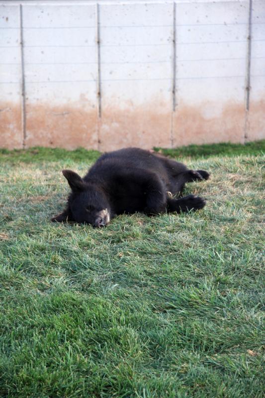 C09_6379.jpg - I think we wore this little guy out