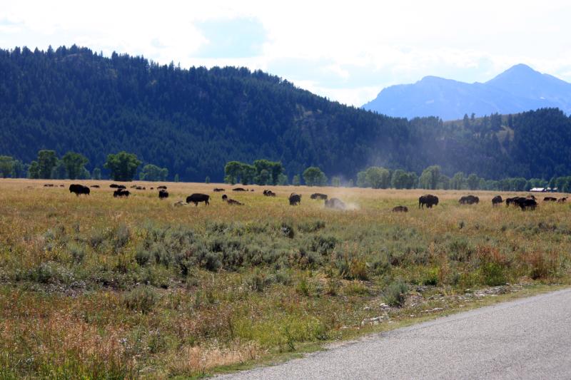C09_5585.jpg - We had to detour around road construction and it took us through a herd of bison
