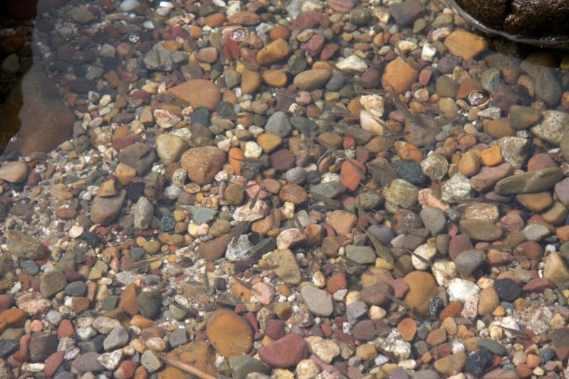 C09_5665.jpg - Little fishies swimming in Jenny Lake