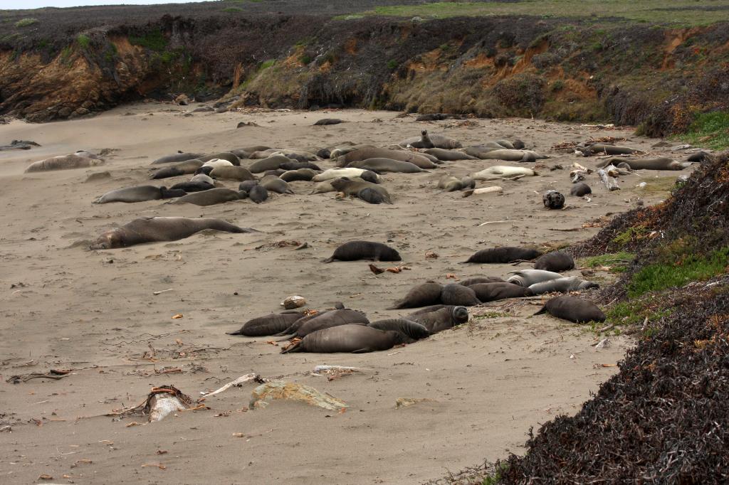 SSM_8199.jpg - Some of the elephant seals on the beach south of Piedras Blancas. Seal pups were still being born daily and the molting season was about to start