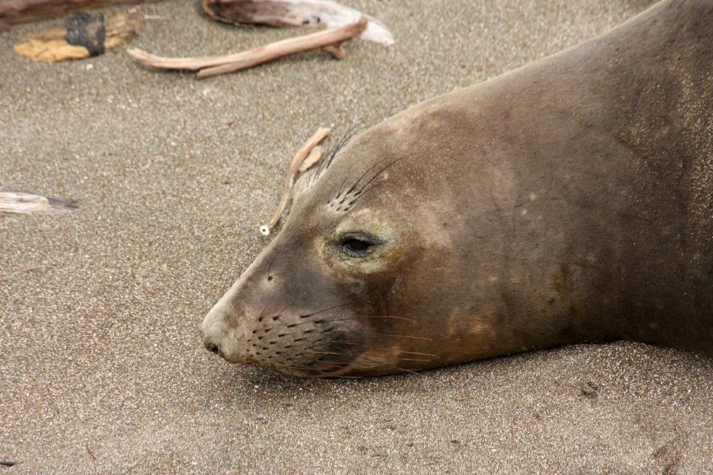 SSM_8273.jpg - Must be hard napping on the beach