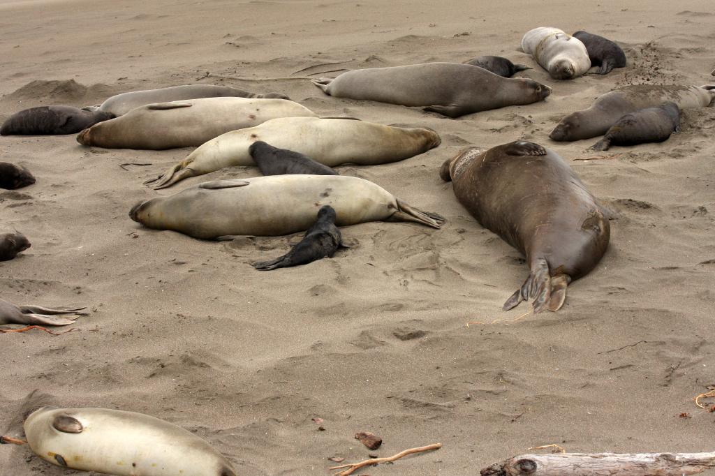 SSM_8276.jpg - Newborn seal pups nursing. The one in the middle of the picture was maybe 2 days old