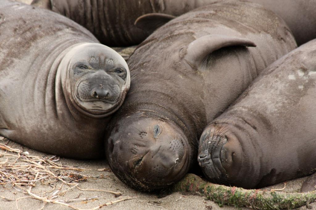 SSM_8310.jpg - Shhh, they're sleeping