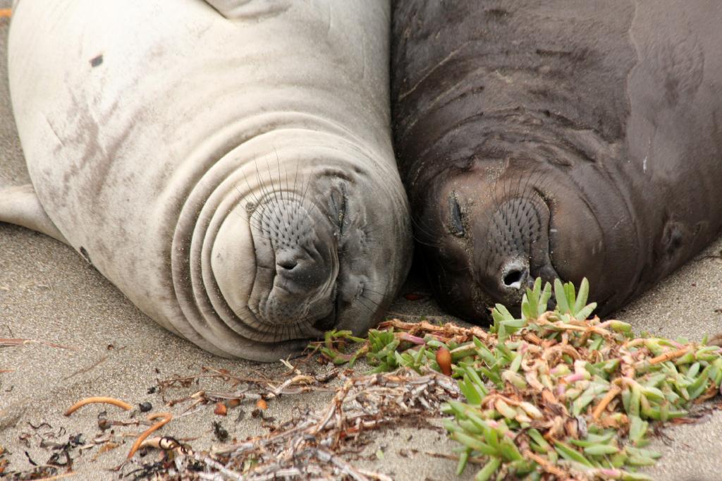 SSM_8313.jpg - Kind of the Yin Yang of elephant seals