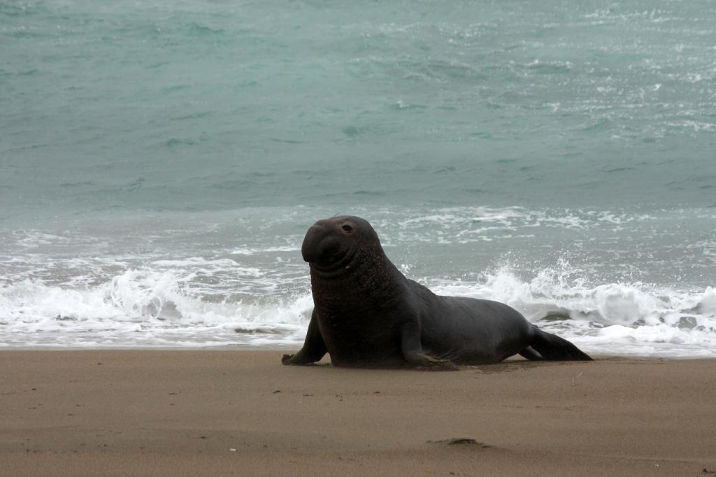 SSM_8324.jpg - Another big bull coming in from the ocean