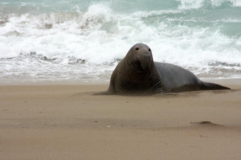 SSM_8326.jpg - Hmm, where should I waddle to today?