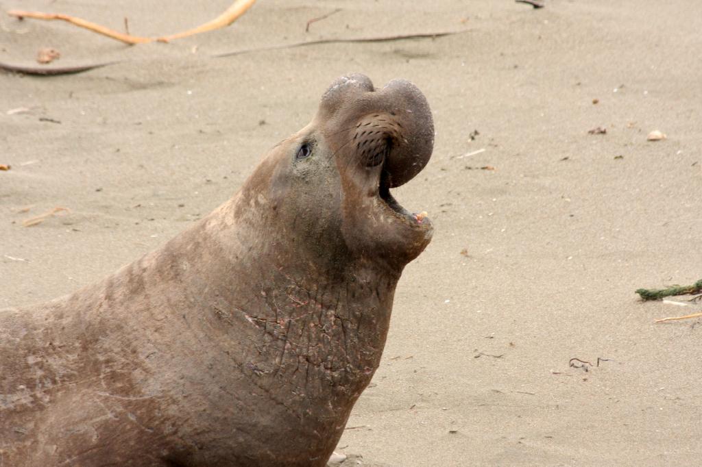 SSM_8369.jpg - Bull seal complaining about something