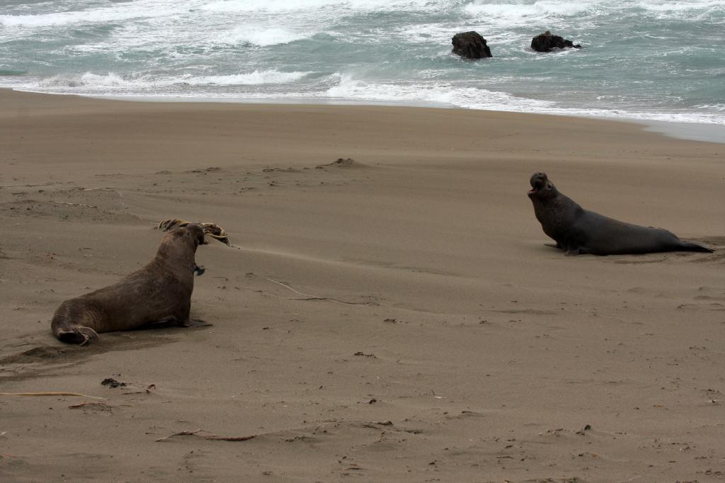 SSM_8375.jpg - Two bulls deciding the other one is incroaching on his space