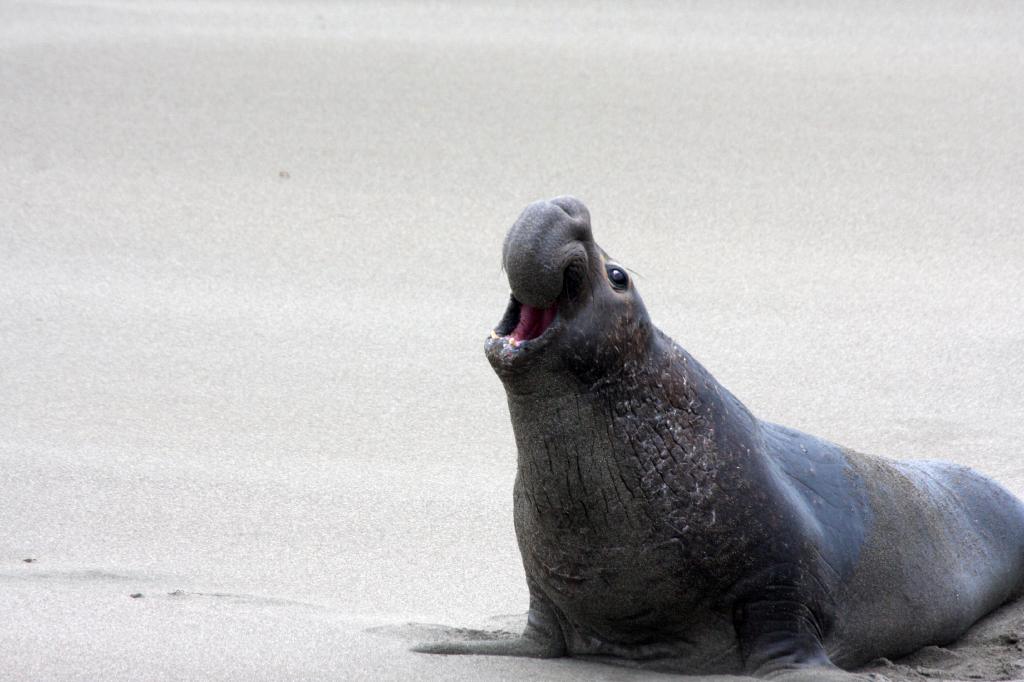 SSM_8392.jpg - Dude, you better get OFF my stretch of beach!
